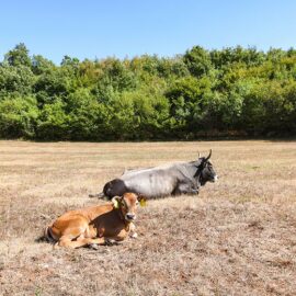 Cows at Istrian cattle farm of Mario Udovicic near Kanfanar, the Jakovlja's champion breeder of boskarin, photo by Ivan Kralj.