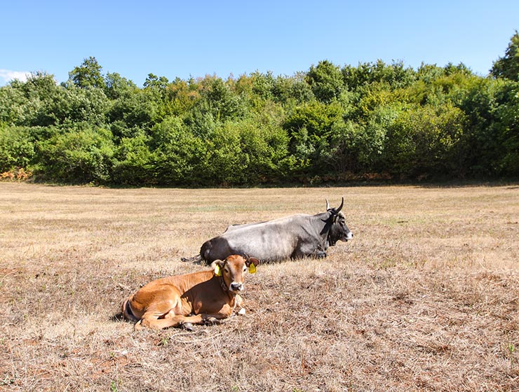 Cows at Istrian cattle farm of Mario Udovicic near Kanfanar, the Jakovlja's champion breeder of boskarin, photo by Ivan Kralj.