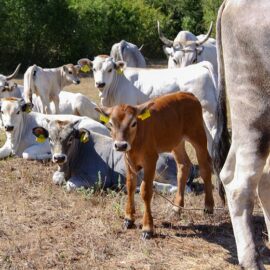 Cows at Istrian cattle farm of Mario Udovicic near Kanfanar, the Jakovlja's champion breeder of boskarin, photo by Ivan Kralj.