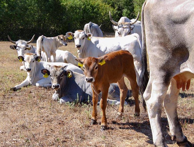 Cows at Istrian cattle farm of Mario Udovicic near Kanfanar, the Jakovlja's champion breeder of boskarin, photo by Ivan Kralj.
