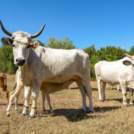 Cows at Istrian cattle farm of Mario Udovicic near Kanfanar, the Jakovlja's champion breeder of boskarin, photo by Ivan Kralj.