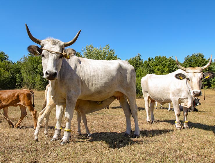 Cows at Istrian cattle farm of Mario Udovicic near Kanfanar, the Jakovlja's champion breeder of boskarin, photo by Ivan Kralj.