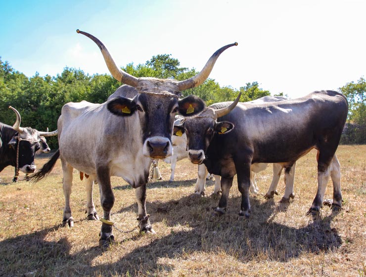Cows at Istrian cattle farm of Mario Udovicic near Kanfanar, the Jakovlja's champion breeder of boskarin, photo by Ivan Kralj.