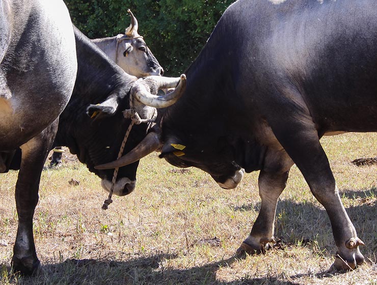 Cows at Istrian cattle farm of Mario Udovicic near Kanfanar, the Jakovlja's champion breeder of boskarin, photo by Ivan Kralj.