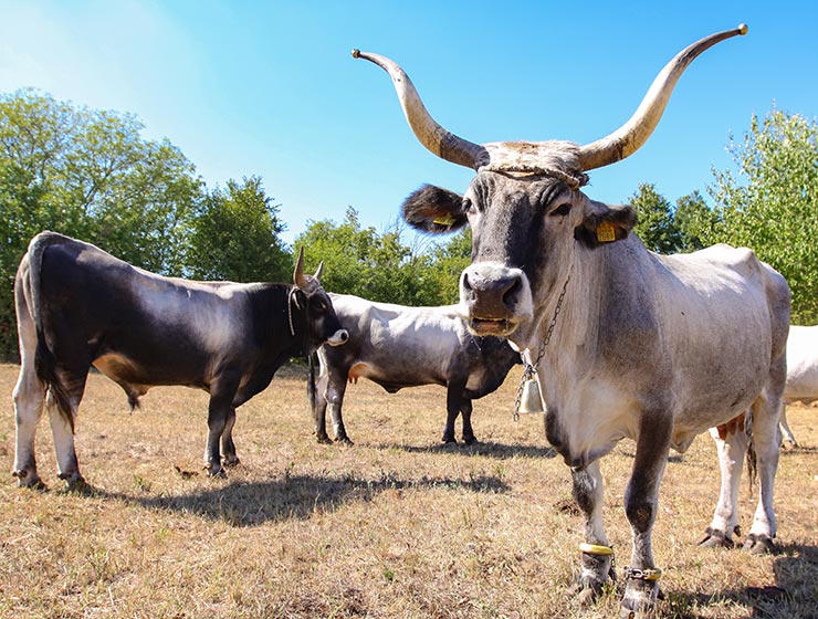 Cows at Istrian cattle farm of Mario Udovicic near Kanfanar, the Jakovlja's champion breeder of boskarin, photo by Ivan Kralj.