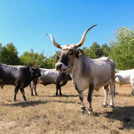 Cows at Istrian cattle farm of Mario Udovicic near Kanfanar, the Jakovlja's champion breeder of boskarin, photo by Ivan Kralj.