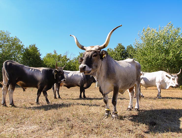 Cows at Istrian cattle farm of Mario Udovicic near Kanfanar, the Jakovlja's champion breeder of boskarin, photo by Ivan Kralj.