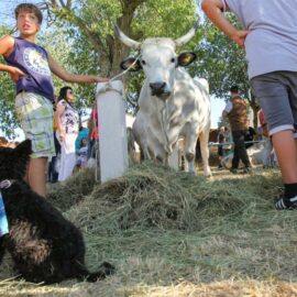 Jakovlja in Kanfanar, the annual Croatian boskarin fair selecting the prettiest, the largest, and the most obedient Istrian ox, photo by Ivan Kralj.
