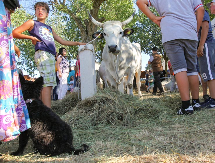 Jakovlja in Kanfanar, the annual Croatian boskarin fair selecting the prettiest, the largest, and the most obedient Istrian ox, photo by Ivan Kralj.