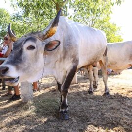 Jakovlja in Kanfanar, the annual Croatian boskarin fair selecting the prettiest, the largest, and the most obedient Istrian ox, photo by Ivan Kralj.