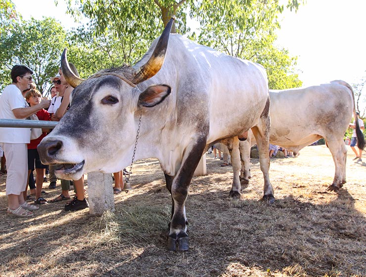 Jakovlja in Kanfanar, the annual Croatian boskarin fair selecting the prettiest, the largest, and the most obedient Istrian ox, photo by Ivan Kralj.