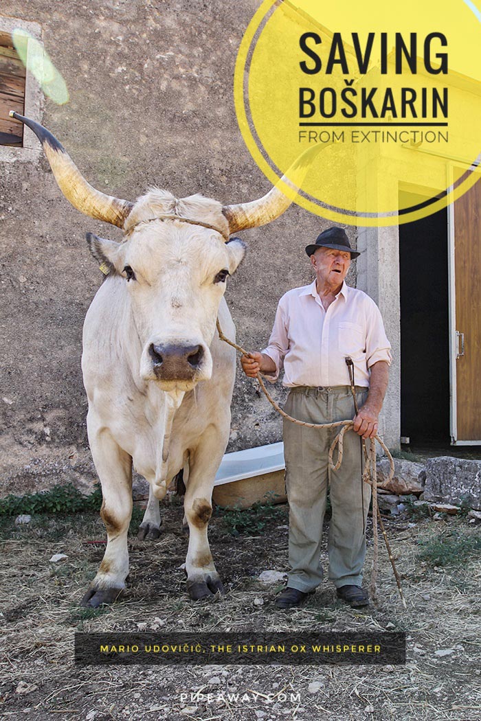 With 1.421 kilograms, Sarozin is the largest Istrian ox ever weighed. He belongs to boskarin, the native Istrian cattle breed that was facing extinction. We talked to the boskarin breeder Mario Udovicic, one of the last Istrian ox whisperers!