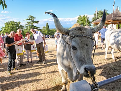 Jury of Jakovlja Kanfanar 2022 evaluating one of the Istrian oxen competing for the prizes of the prettiest boskarin, photo by Ivan Kralj.