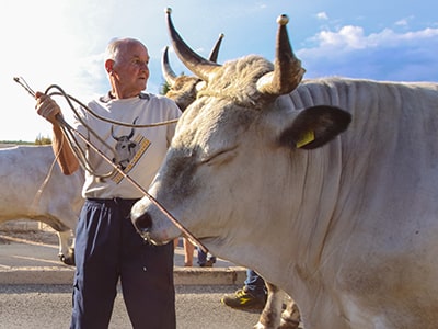 Boskarin master hitting his Istrian ox wit a stick during the parade at Jakovlja Kanfanar 2022 fair, photo by Ivan Kralj.