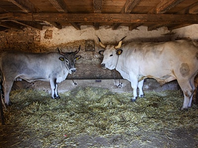 Two Istrian oxen standing in the stable of Mario Udovicic, one of them is twice as big as the other one, it's the largest boskarin ever weighed - Sarozin has 1.421 kg, photo by Ivan Kralj.