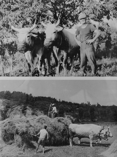 Boskarin cattle working in the field (plowing, pulling wagon), old black-and-white photographs exhibited at Istrian Ox Park in Kanfanar, Croatia.