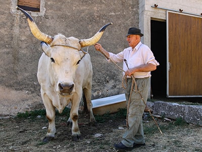 Istrian ox Sarozin, the winner of Jakovlja Kanfanar 2022 fair in weight category, standing next to his owner, boskarin breeder Mario Udovicic, and a large bathtub he drinks water from, photo by Ivan Kralj.