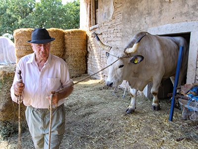 Boskarin breeder Mario Udovicic leading his gigantic champion Istrian ox Sarozin out of the stable, through barely large enough door, photo by Ivan Kralj.