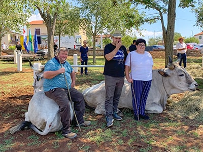 Boskarin breeders posing next to their Istrian oxen, a man sitting on the back of the animal, at Jakovlja Kanfanar 2020, photo by Martina Marin.
