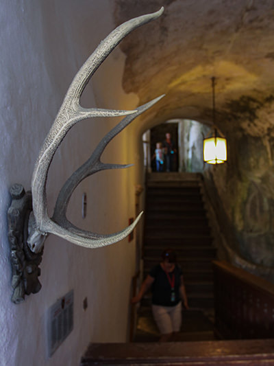 Deer horns trophy on the wall of Predjama Castle interior, photo by Ivan Kralj.