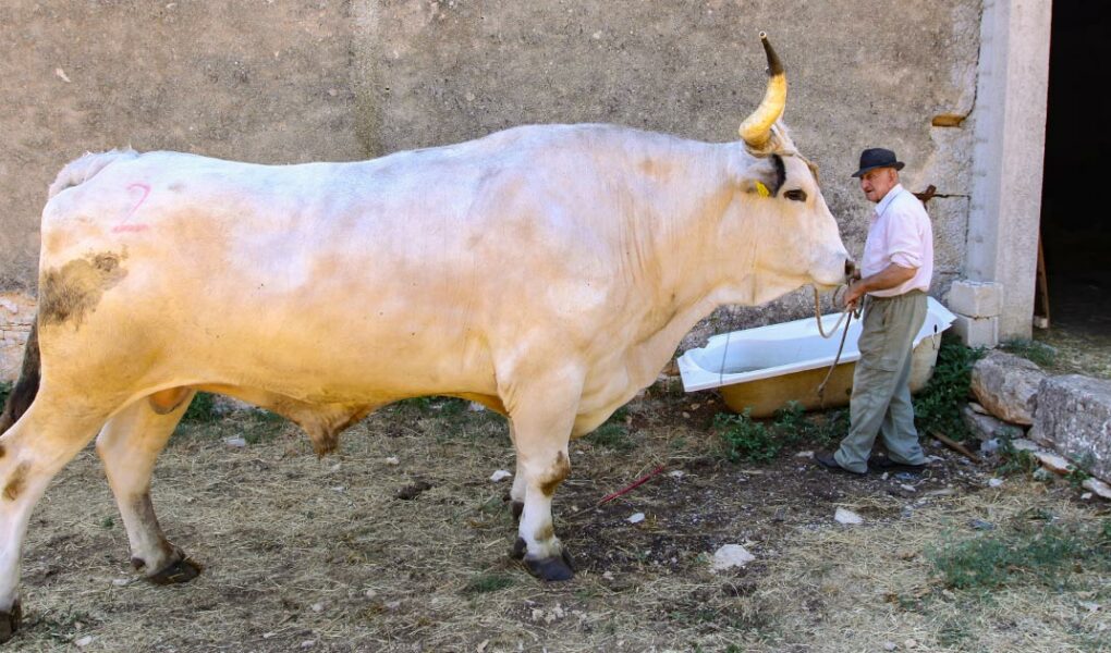 Sarozin, the largest Istrian ox ever wheighed (1.421 kg), the winner of Jakovlja boskarin fair in Kanfanar 2022, standing next to his 17-times smaller owner Mario Udovicic, photo by Ivan Kralj.