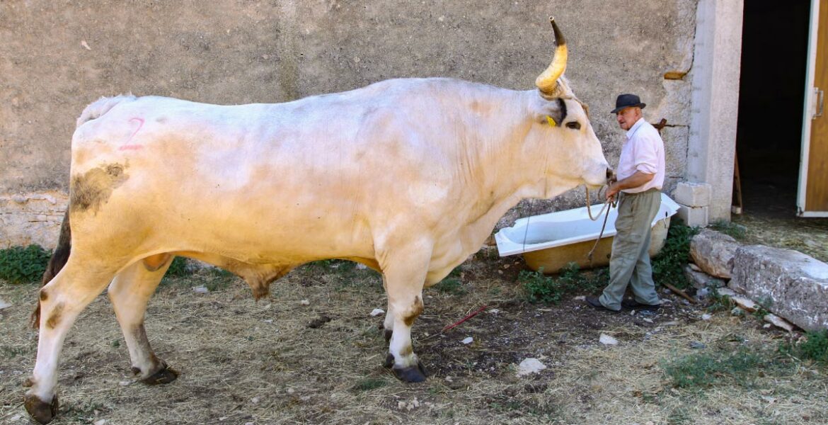 Sarozin, the largest Istrian ox ever wheighed (1.421 kg), the winner of Jakovlja boskarin fair in Kanfanar 2022, standing next to his 17-times smaller owner Mario Udovicic, photo by Ivan Kralj.