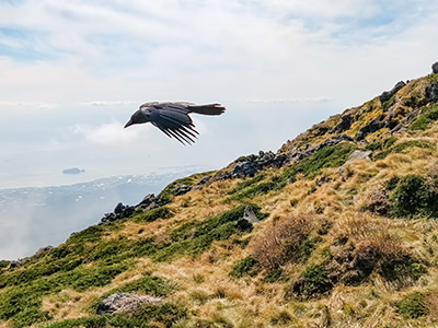 Jungle crow flying over Hallasan Mountain, the highest mountain of South Korea, on Jeju Island, photo by Ivan Kralj.