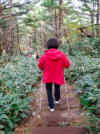 Woman in red jacket hikes with nordic walking poles through the forest on Gwaneumsa Trail, one of the main Hallasan hiking trails, on Jeju Island, South Korea, photo by Ivan Kralj.