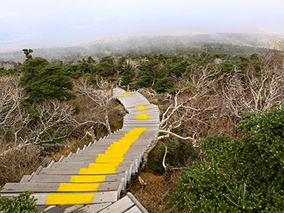 Yellow-tipped stairs on Gwaneumsa Trail, probably the most challenging of Hallasan hiking trails, Jeju Island, South Korea, photo by Ivan Kralj.