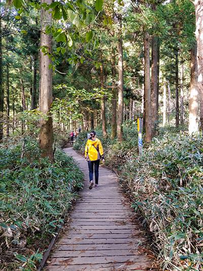 Female hiker in bright yellow jacket walking on boardwalk through the forest on Seongpanak Trail, the most popular hiking trail on Hallasan Mountain, Jeju, South Korea, photo by Ivan Kralj.