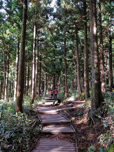 Hikers walking through the forest on Seongpanak Trail, one of the main Hallasan hiking trails, South Korea, photo by Ivan Kralj.