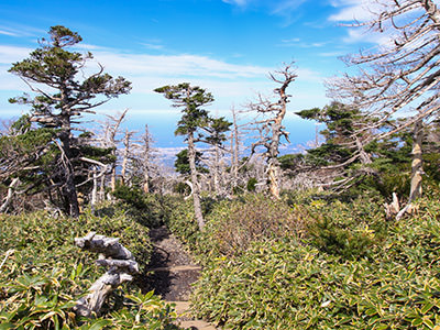 Live and dead trees on Gwaneumsa Trail, one of the two main hiking trails on Hallasan Mountain, South Korea, photo by Ivan Kralj.