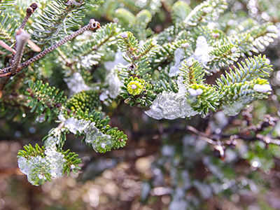 Ice in the branches of pine trees on Hallasan Mountain, Jeju Island, South Korea, photo by Ivan Kralj.