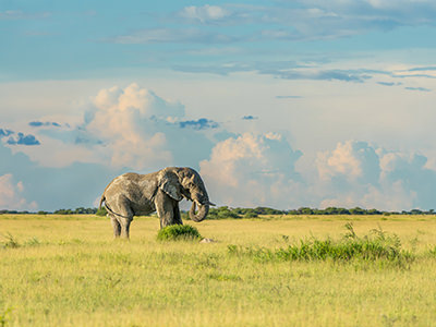 Elephant in nature of Botswana, Africa, photo by Hans Jurgen Mager, Unsplash.com.
