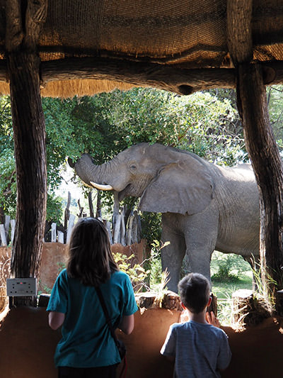 Canadian children observe an elephant on a world trip that should fill their visual memory before losing their eyesight, photo credit Edith Lemay