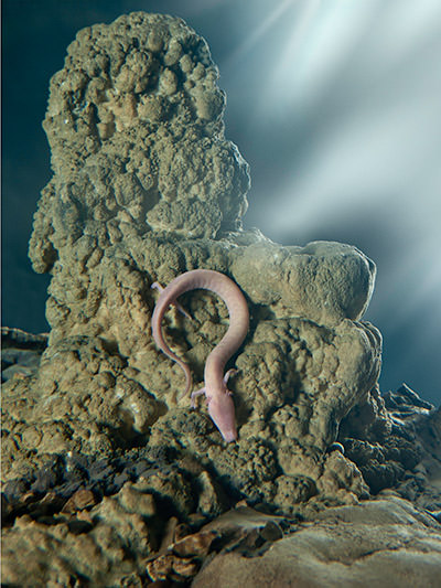 Proteus anguinus or the olm, colloquially known as human fish, is an endemic amphibian living in Postojna Cave in Slovenia, photo by Dragan Arrigler.