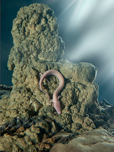 Proteus anguinus or the olm, colloquially known as human fish, is an endemic amphibian living in Postojna Cave in Slovenia, photo by Dragan Arrigler.