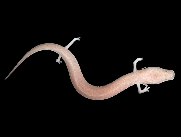 Proteus anguinus or olm, the endemic amphibian of Dinaric karst, also known as human fish. It lives in Postojna Cave in Slovenia, photo by Aley Hyde.