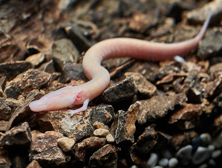 Proteus anguinus or olm, a blind cave salamander is an endemic animal of Dinaric karst, here shot in Postojnska jama, Slovenia, copyright Postojna Cave Park Slovenia