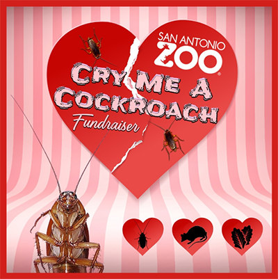 Visual with a cockroach and broken heart, promotion for Cry Me a Cockroach fundraiser by San Antonio Zoo, where customers can name a cockroach, a veggie or a rodent by their ex, and let the zoo animals eat it.