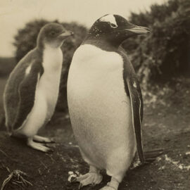 Adult penguin with chick in Antarctica, shot during the BANZARE expedition 1929-1931