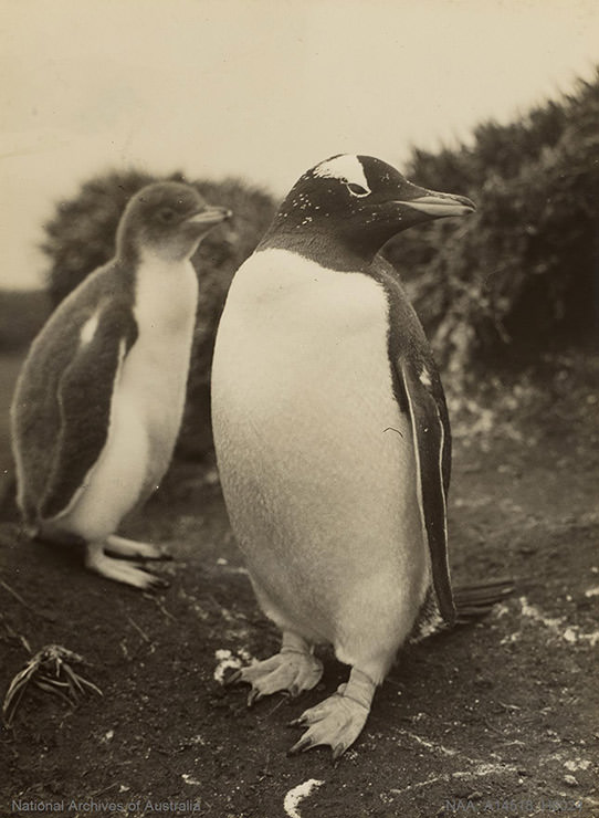 Adult penguin with chick in Antarctica, shot during the BANZARE expedition 1929-1931