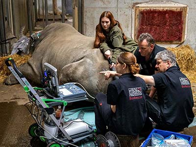 BioRescue scientists examining the functionally extinct northern white rhino in hope to resurrect the species; photo by Matjaž Krivic.