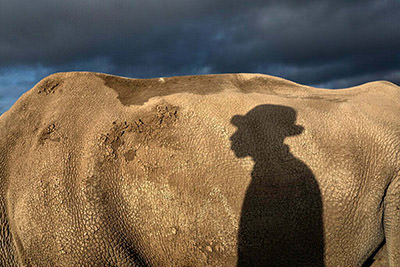 The shadow of the caretaker Zachary Mutai, on the body of the second-to-last northern white rhino, Najin, at Ol Pejeta Conservancy in Kenya; photo by Matjaž Krivic.