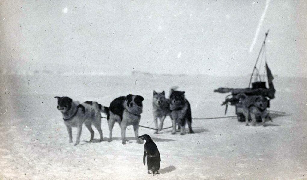 Black and white photo of a penguin standing in front of dogs pulling a sled in Antarctica, during an Australian Antarctic Expedition 1911-1914, copyright by National Archives of Australia.