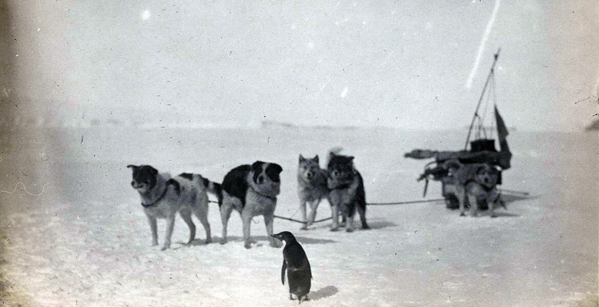 Black and white photo of a penguin standing in front of dogs pulling a sled in Antarctica, during an Australian Antarctic Expedition 1911-1914, copyright by National Archives of Australia.