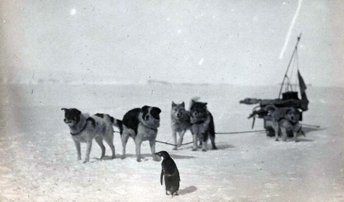 Black and white photo of a penguin standing in front of dogs pulling a sled in Antarctica, during an Australian Antarctic Expedition 1911-1914, copyright by National Archives of Australia.