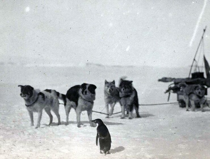 Black and white photo of a penguin standing in front of dogs pulling a sled in Antarctica, during an Australian Antarctic Expedition 1911-1914, copyright by National Archives of Australia.