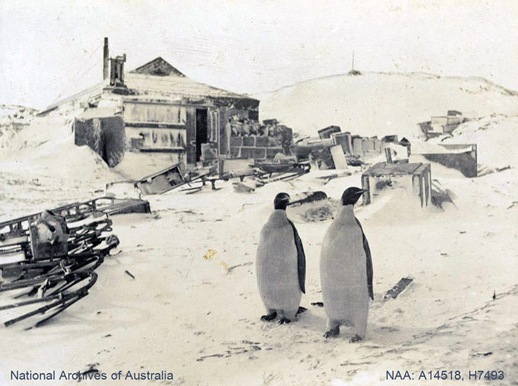 Two emperor penguins standing in front of the hut during the British Antarctic Expedition 1907-1909.
