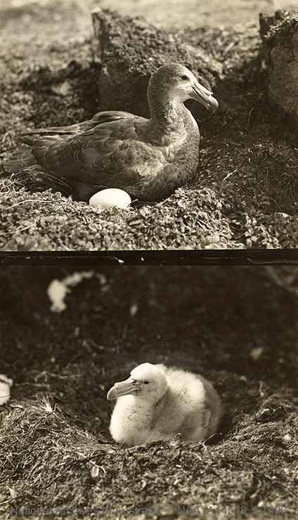 Giant petrel bird with an egg and a chick shot during the BANZARE expedition in Antarctica 1929-1931.